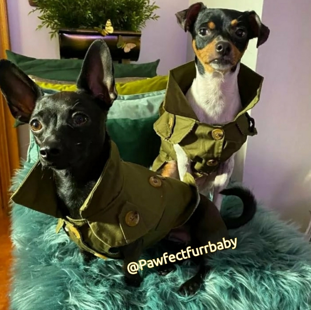 Fall Staple Doggy Trench